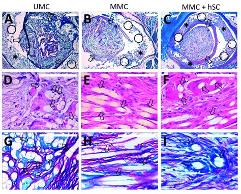 Luxol Fast Blue Staining Of Tissue Samples From The Three Experimental