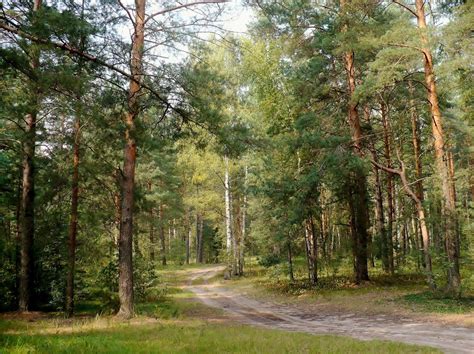 Русский Лес Картинки – Telegraph