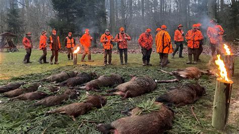 Drückjagd in Pommern YouTube