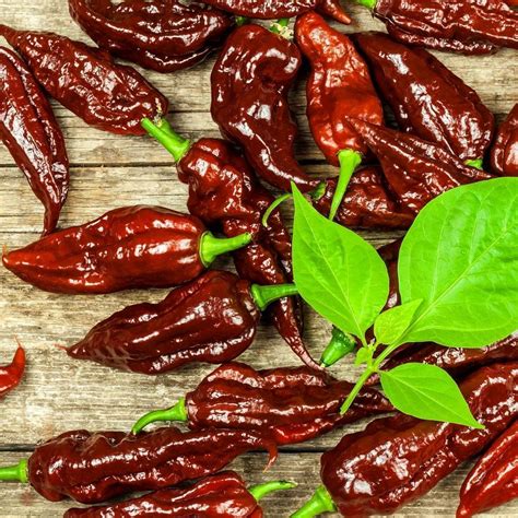 Chilli Chocolate Bhutlah Seeds The Seed Collection