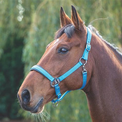 PADDED HEADCOLLAR Lawrie And Symington Country Supplies