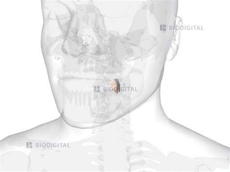 Left mandibular second molar | BioDigital Anatomy