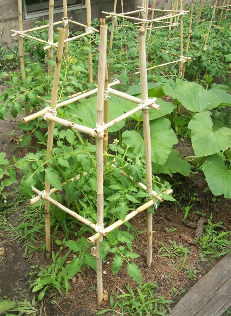 Homemade Bamboo Tomato Cages Cost 0 Tomato Trellis Bamboo Garden Garden Trellis