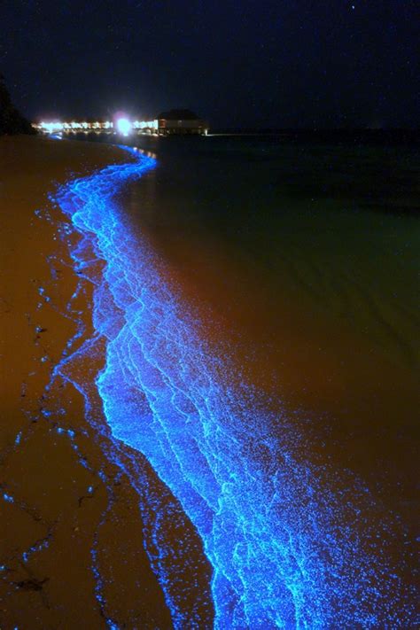 Conhe A A Praia Que Brilha No Escuro