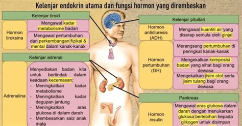 Sistem Endokrin Manusia Tingkatan 4