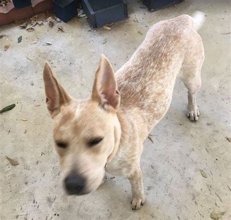 Sweet Red Heeler Australian Cattle Dog For Adoption in San Antonio ...