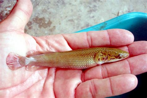 Arapaima Ocean Treasures Memorial Library