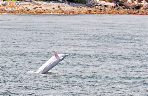 機管局自爆危害白海豚生態 太陽報