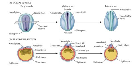 Amphibian And Chick Neural Tube Formation Diagram Quizlet