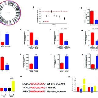 Mir Was The Direct Target Of Circ Dlgap A The Schematic Model