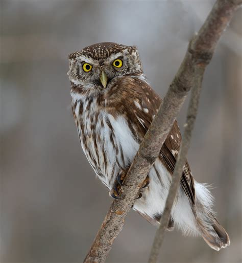 Glaucidium Brasilianum Alesandr Akulov Flickr