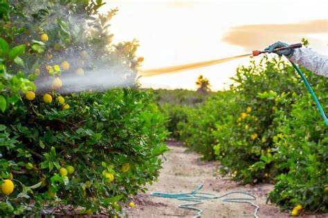 Complete Guide On Spraying Fruit Trees In Australia Ultimate Backyard