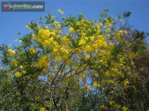 Cassia leiandra / mari-mari-da-amazônia :: e-jardim