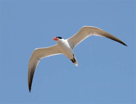 Caspian Tern Barnegat Bay Partnership