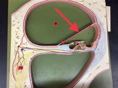 Cochlear duct Flashcards | Quizlet
