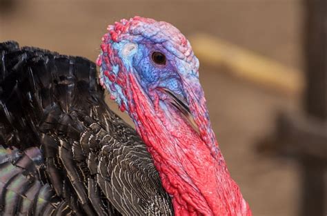 Premium Photo Closeup Head Of Male Wild Turkey Or Meleagris Gallopavo