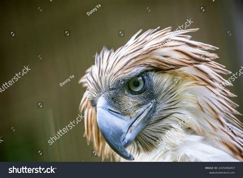 Philippine Eagle Pithecophaga Jefferyi Critically Endangered Stock ... 