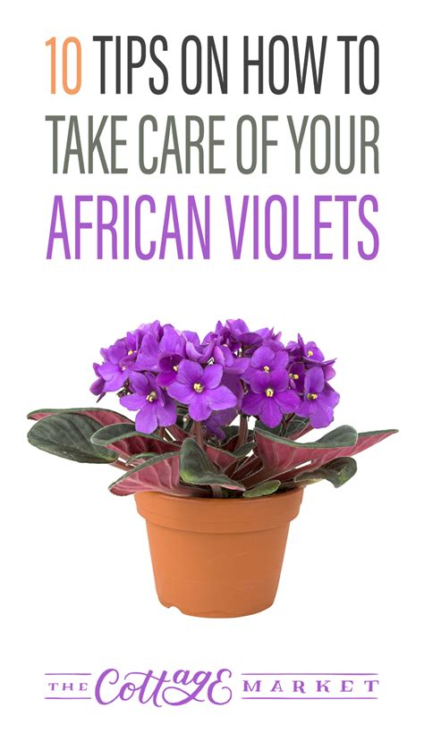 10 Tips on How to Take Care of Your African Violets - The Cottage Market