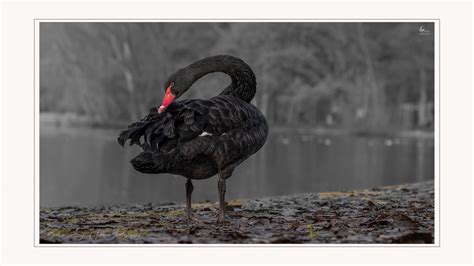 Black Swan Trauerschwan Cygnus Atratus Cygne Noir Flickr