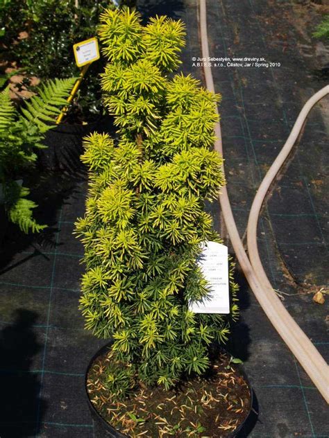 Tis obyčajný Fastigiata Aurea | Taxus baccata, Plants, Herbs