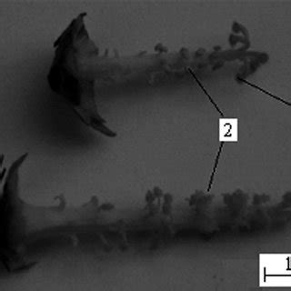 Sex Dimorphism In Kosteletzkya Virginica A Female Flowers Stamens