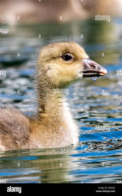 Grey ducklings hi-res stock photography and images - Alamy