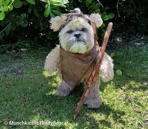 5 DIY Halloween costumes you can make for your pet | BCAA