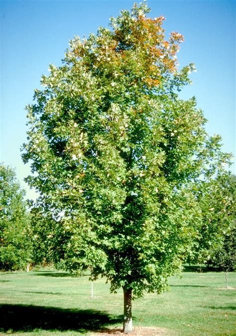 Acer Saccharum Legacy Sugar Maple 2 In Trees Siteone