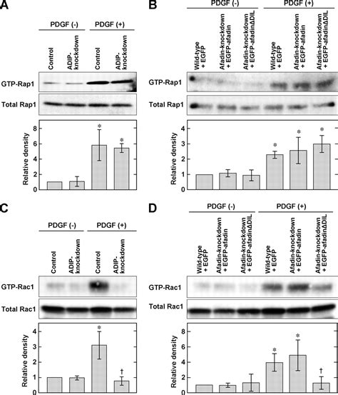 Role Of Scaffold Protein Afadin Dilute Domain Interacting Protein ADIP