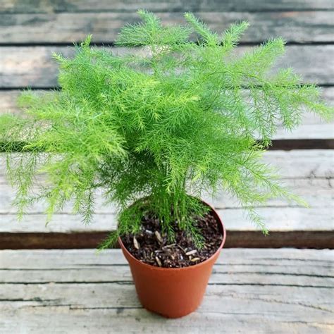 Asparagus Setaceus Asparagus Fern Plant Lalit Enterprise