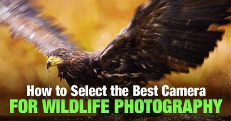 Top 6 Wildlife Photography Tips for Stunning Photos • PhotoTraces