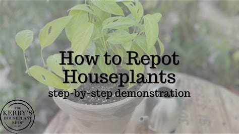 How To Repot Houseplants Youtube