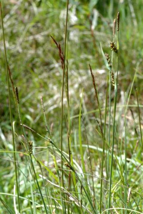 Carex Panicea Grass Like Sedge Go Botany