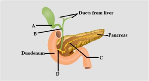 Gallbladder Cystic Duct