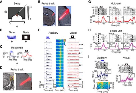 Primary Visual Cortex Layers