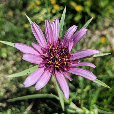 Purple Salsify Tragopogon Porrifolius Weeds Of Melbourne