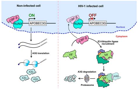 APOBEC3G mRNA transcriptional inhibition after CBF β recruitment by