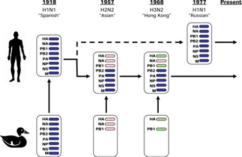 Evolution And Reassortment Of Human Influenza A Viruses Open I