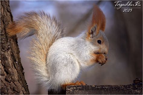 ФотоБлог Торгачкин Игорь Петрович © Igor Torgachkin: Белочка в ...