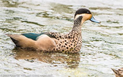 Teal Hottentot (Anas hottentota) - South Africa - World Bird Photos ...