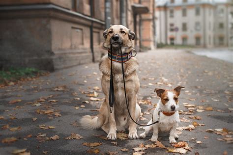 Tips for Walking Your Dog in Chicago - Windy City Paws