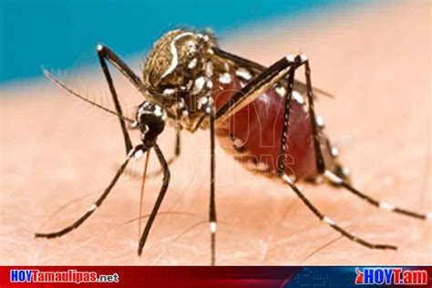 Hoy Tamaulipas Jalisco Anuncia Medidas De Prevencion Contra Dengue