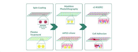 Preparation Of Micropatterned D Rgd Nanopatterned Surfaces Diagram Of