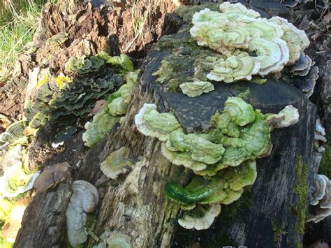 Fleuriste Isabelle Feuvrier Le Champignon Meripilus Giganteus