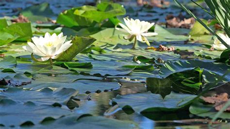 Plantes aquatiques MONBASSIN Blog spécialisé en bassin de