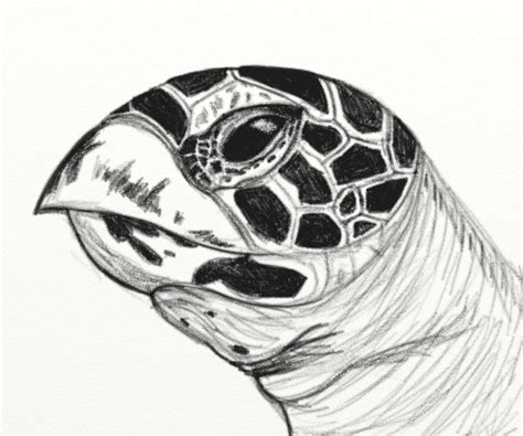 Turtle Head Drawing at PaintingValley.com | Explore collection of ...