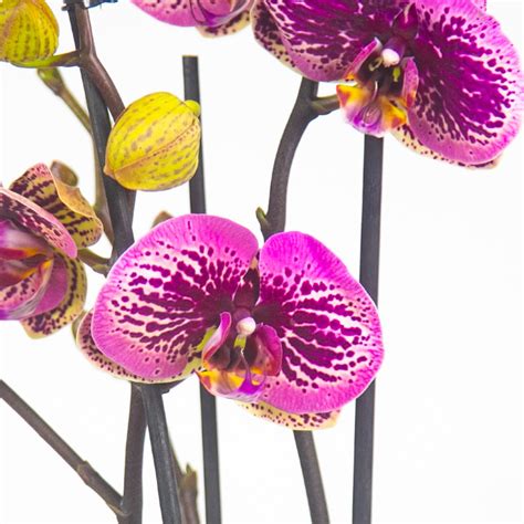 Орхидея Фаленопсис купить в Москве