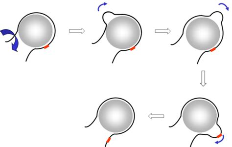 Chromatin remodelling and transcriptional repression Flashcards | Quizlet