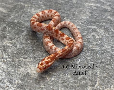 Microscale Corn Snake Traits Morphpedia