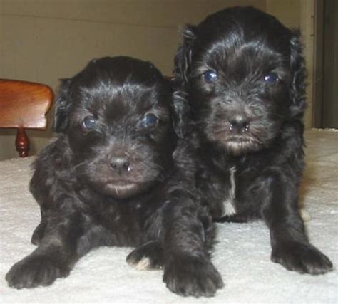 Pictures of Maltese-Poodle Puppies